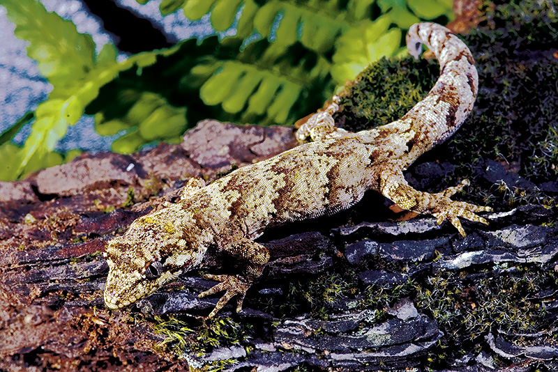 Forest-Gecko.jpg