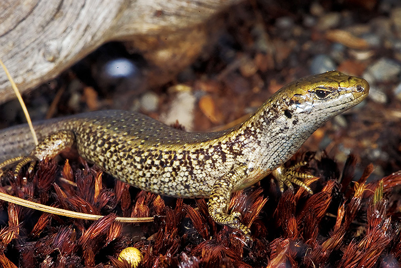 Spotted-Skink.jpg