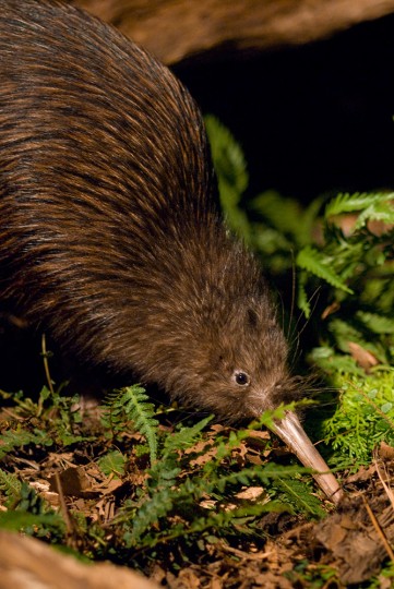 New Zealand Animals | Orana Wildlife Park